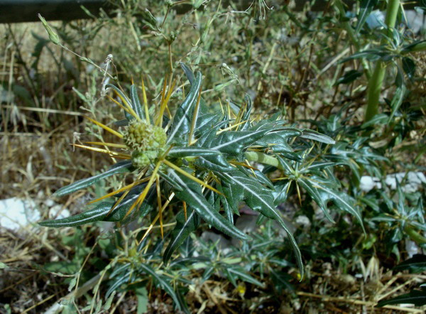 Xanthium spinosum / Nappola spinosa