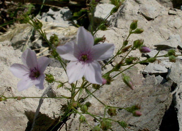 Linum tenuifolium