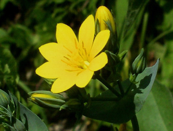 Fiorellini gialli - Blackstonia perfoliata