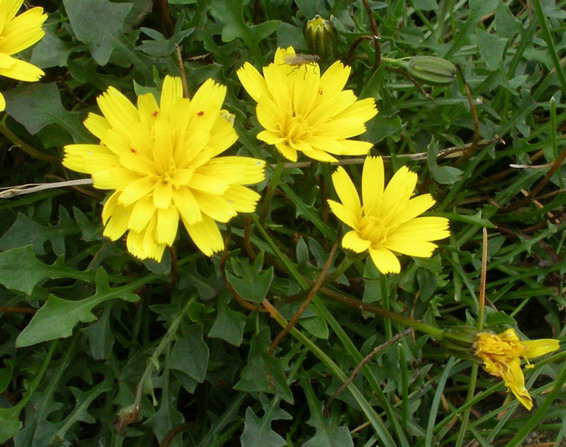 Robertia taraxacoides / Costolina appenninica