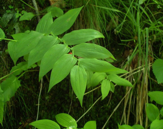 Piantina a frutti rossi - Streptopus amplexifolius