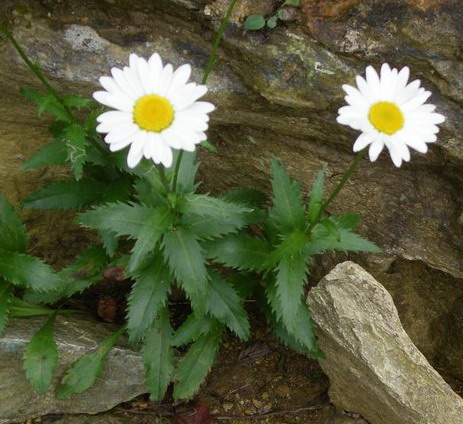 Asteracea - Leucanthemum cfr.vulgare