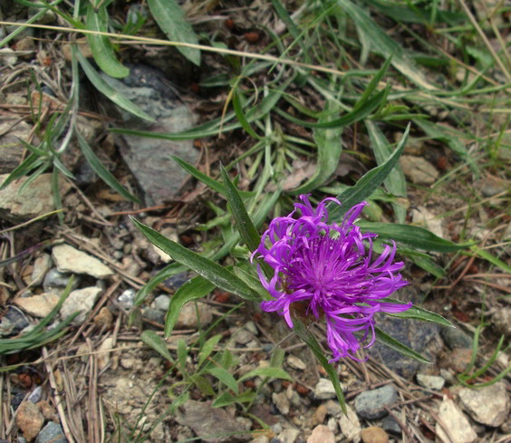 Centaurea jacea aggr.