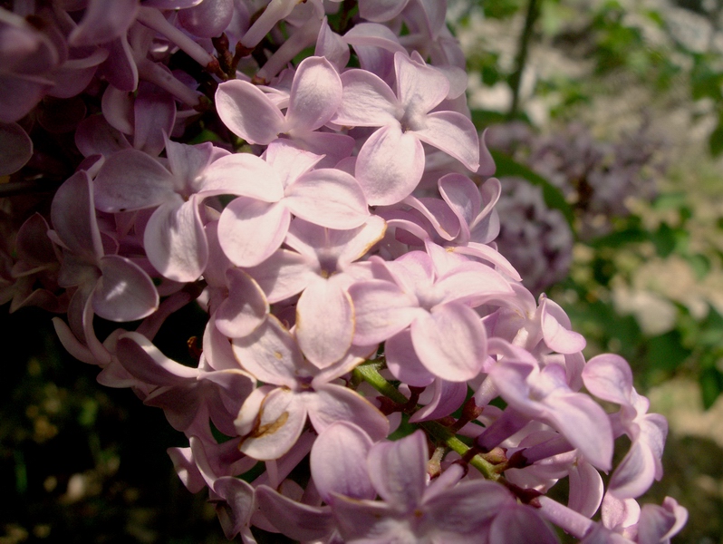 arbusto fiorito - Syringa vulgaris