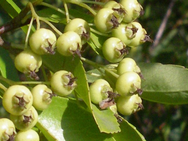 Pyracantha coccinea / Agazzino