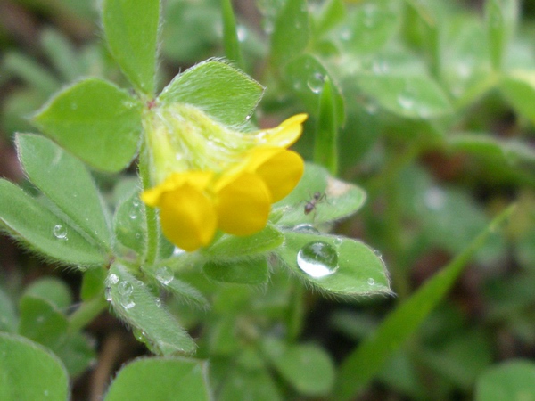 Lotus ornithopodioides