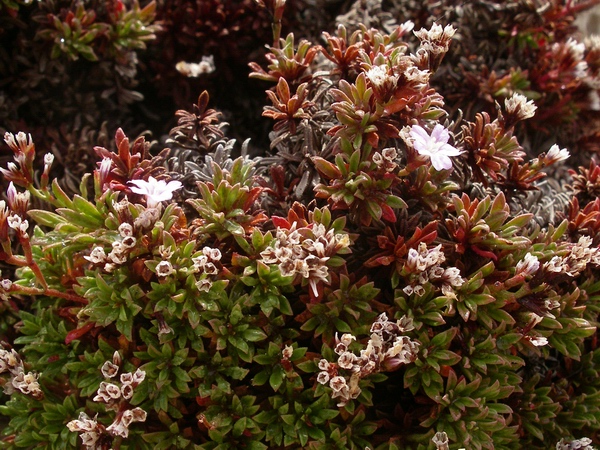 Limonium sp.