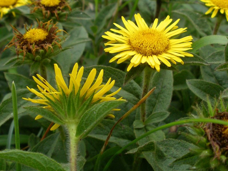 Pentanema hirtum (=Inula hirta) / Enula scabra