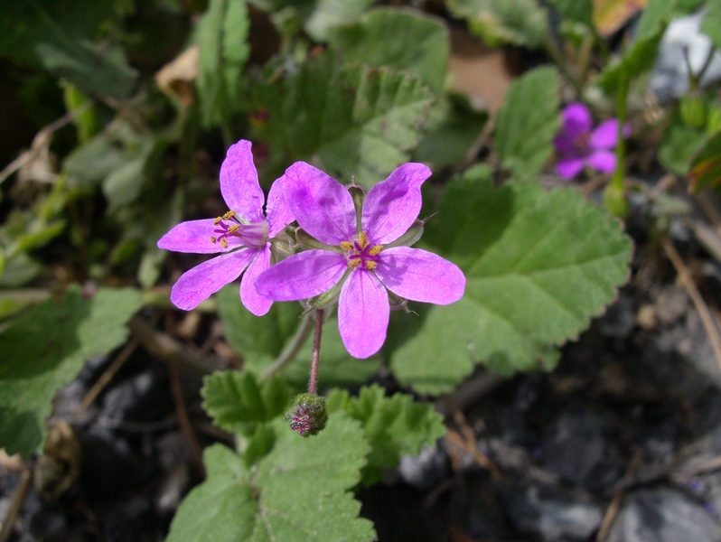 Erodium malacoides