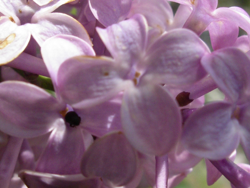 arbusto fiorito - Syringa vulgaris