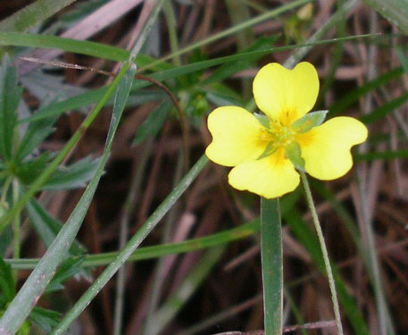 Potentilla erecta