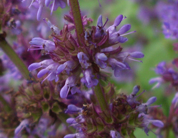 Salvia verticillata / Salvia spuria