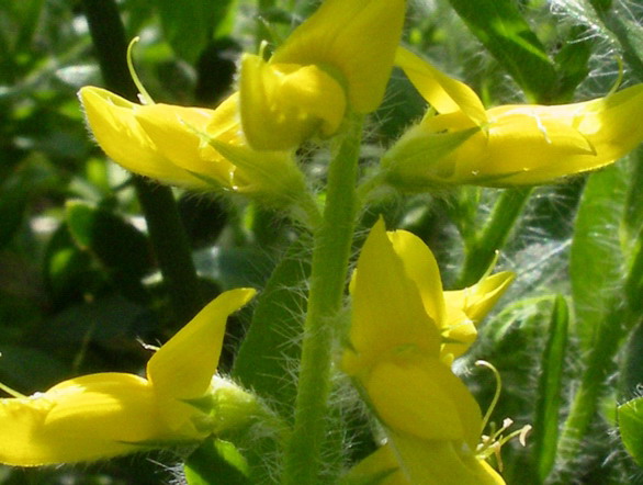 Genista germanica