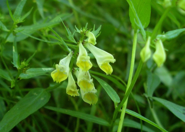 Melampyrum sp