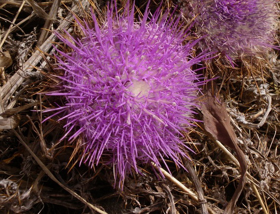 Carlina gummifera (=Atractylis gummifera) / Masticogna laticifera