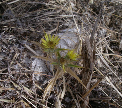 Carlina corymbosa e  Carlina racemosa