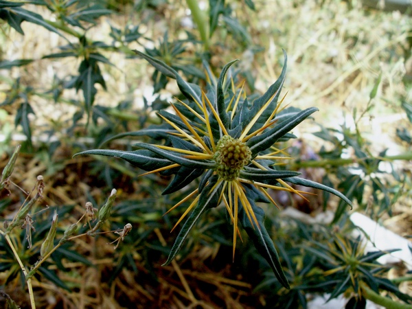 Xanthium spinosum / Nappola spinosa