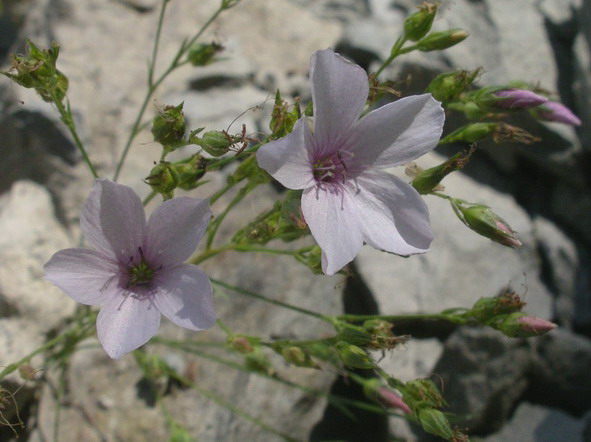 Linum tenuifolium