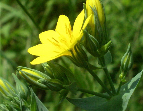 Fiorellini gialli - Blackstonia perfoliata