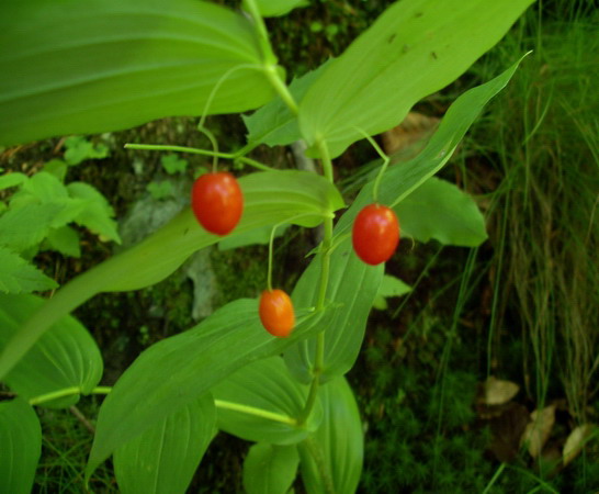 Piantina a frutti rossi - Streptopus amplexifolius