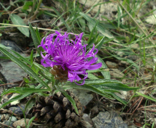 Centaurea jacea aggr.