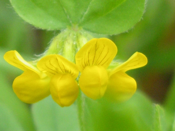 Lotus ornithopodioides