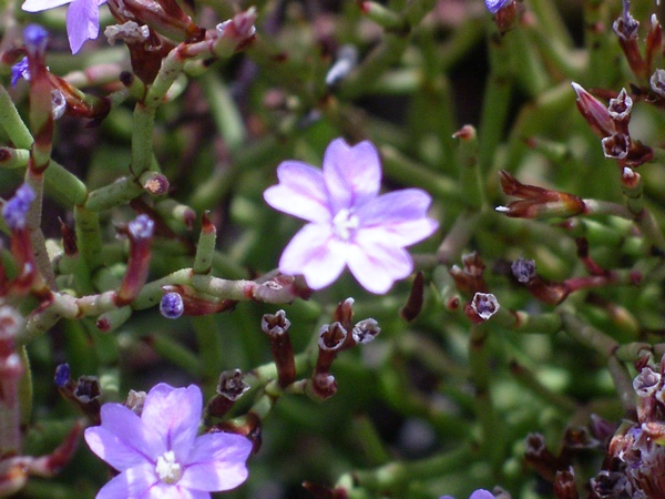 Limonium sp.