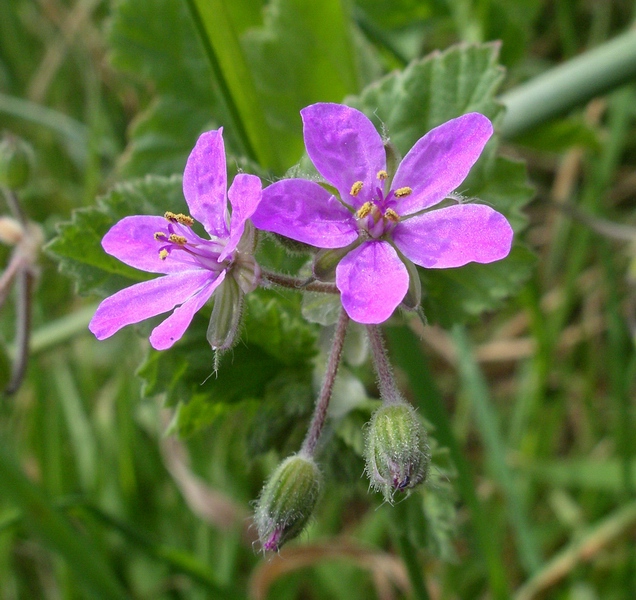 Erodium malacoides