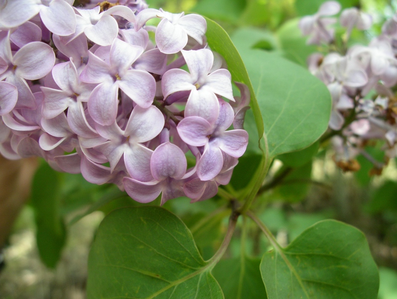 arbusto fiorito - Syringa vulgaris