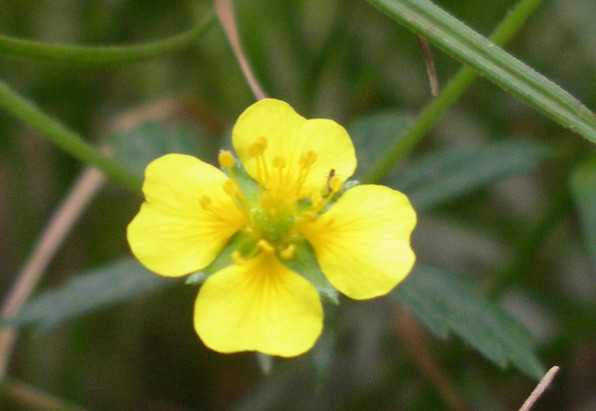 Potentilla erecta