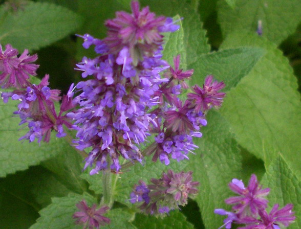 Salvia verticillata / Salvia spuria