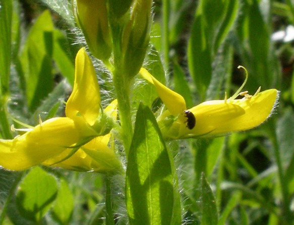 Genista germanica