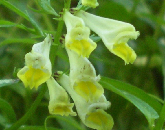 Melampyrum sp