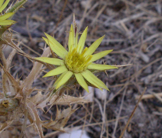 Carlina corymbosa e  Carlina racemosa