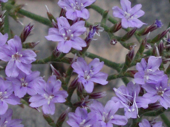 Limonium cordatum