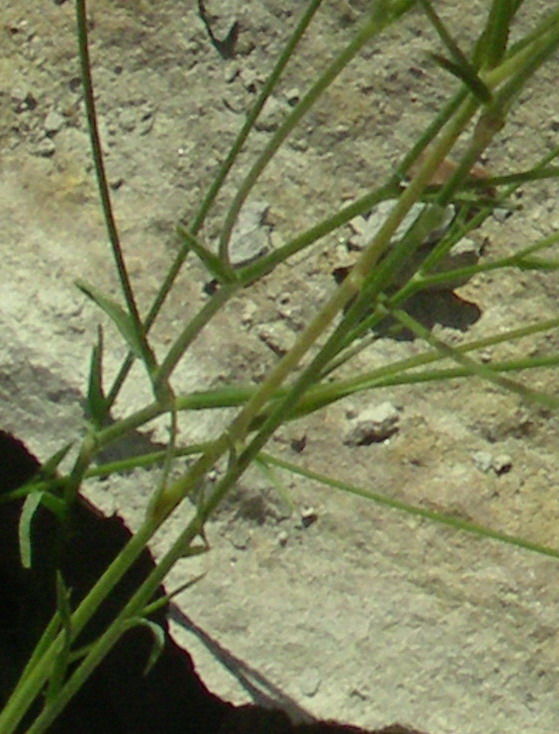 Linum tenuifolium