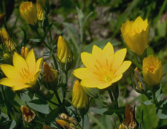 Fiorellini gialli - Blackstonia perfoliata