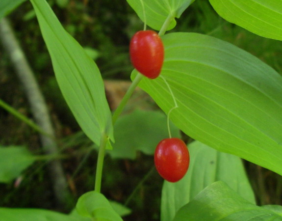 Piantina a frutti rossi - Streptopus amplexifolius