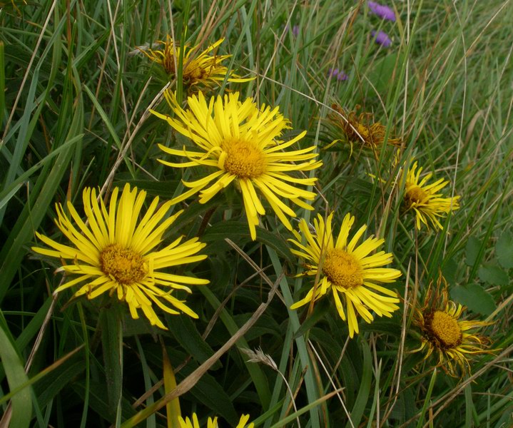 Pentanema hirtum (=Inula hirta) / Enula scabra