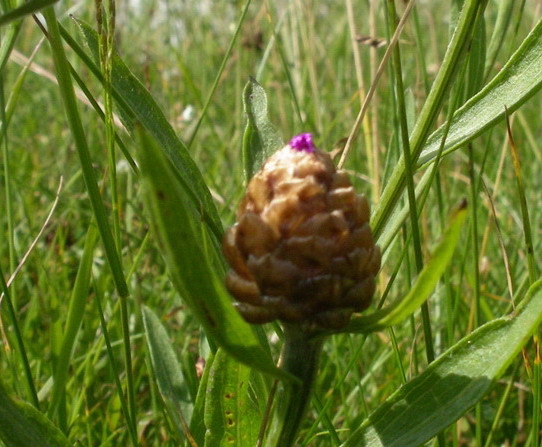 Centaurea jacea aggr.