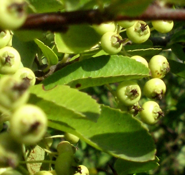 Pyracantha coccinea / Agazzino