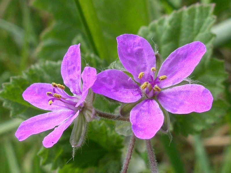 Erodium malacoides