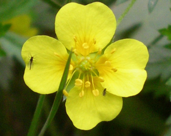 Potentilla erecta