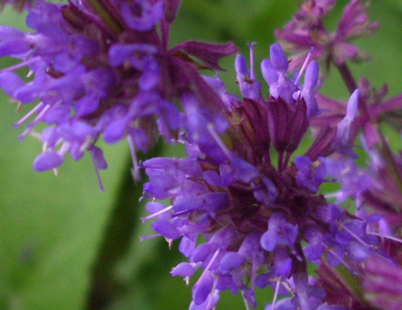 Salvia verticillata / Salvia spuria