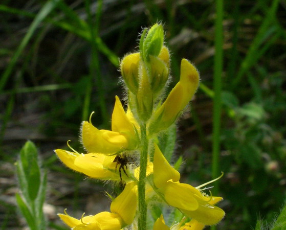 Genista germanica