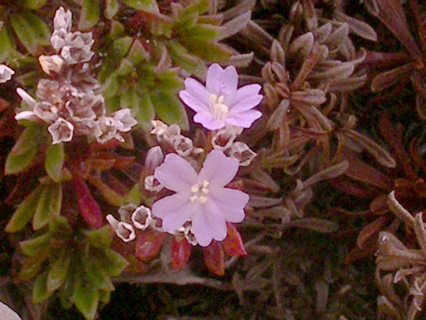 Limonium sp.