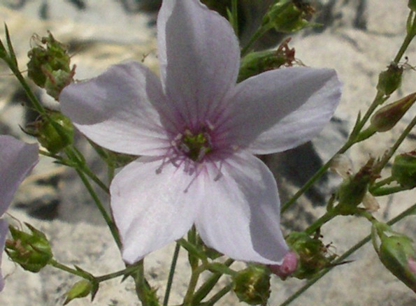 Linum tenuifolium