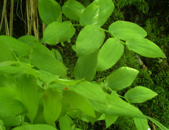 Piantina a frutti rossi - Streptopus amplexifolius