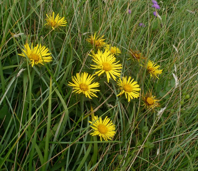 Pentanema hirtum (=Inula hirta) / Enula scabra