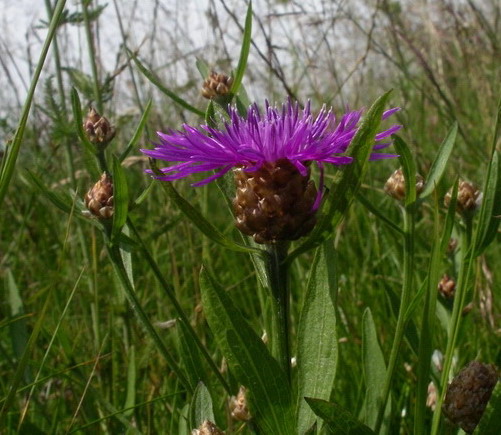 Centaurea jacea aggr.